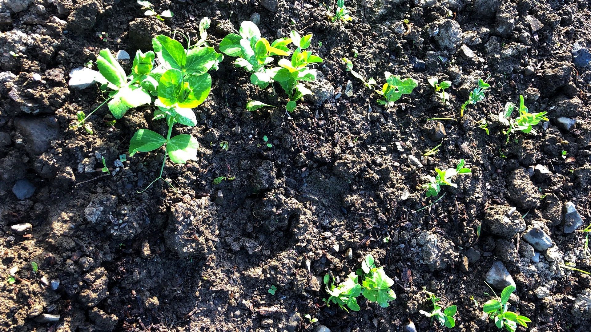 Sprouting pea.