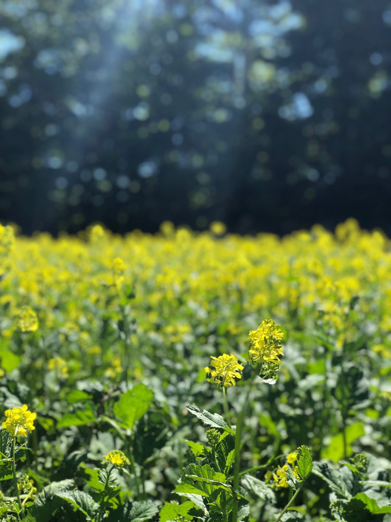 A photo of Qinan flowers in the field.