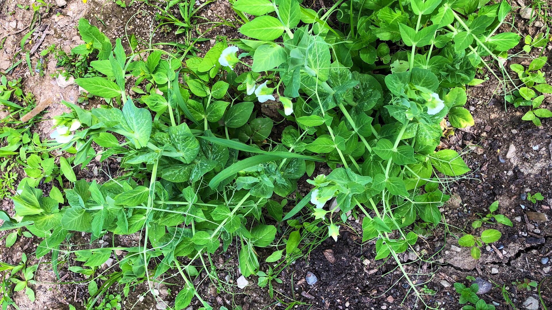 Growing pea.