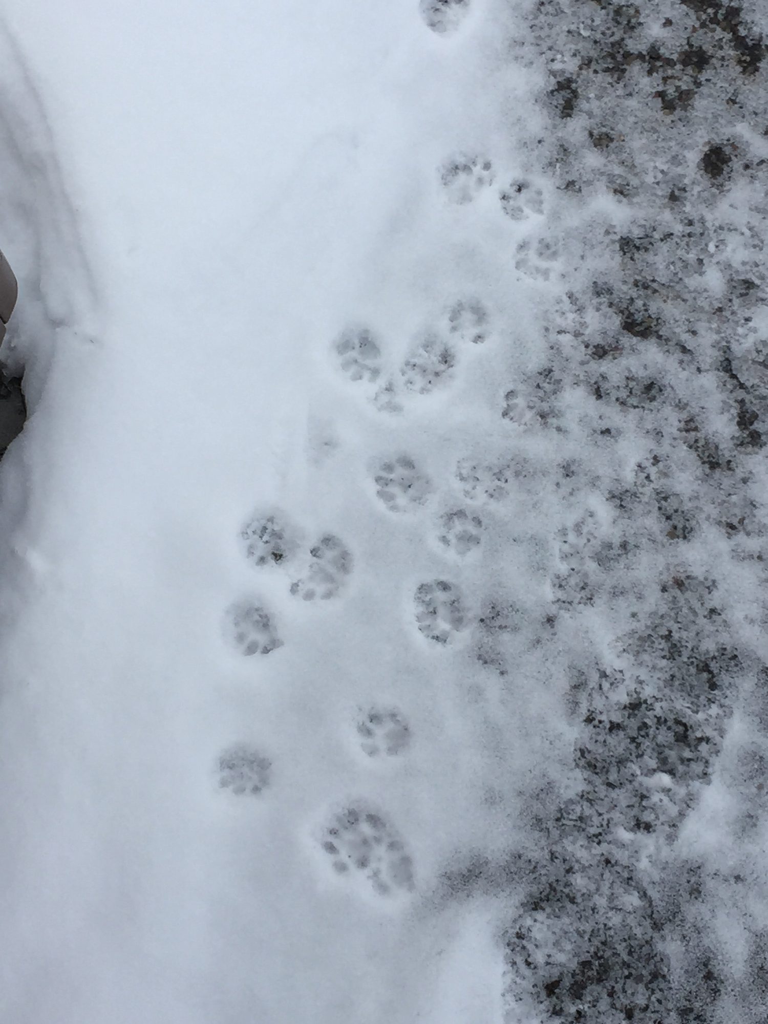 A photo of cat footprints in the snow