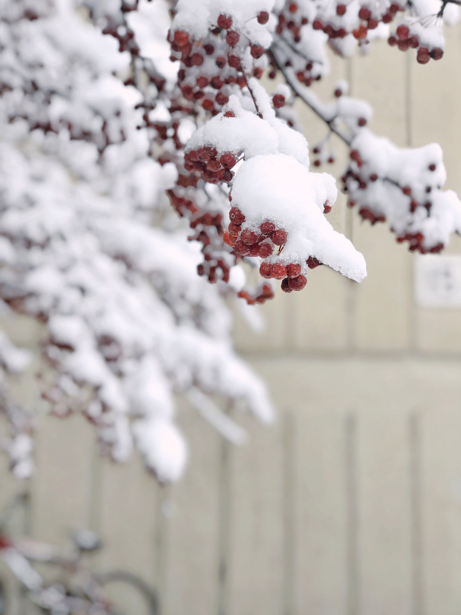 A photo of plants in the snow