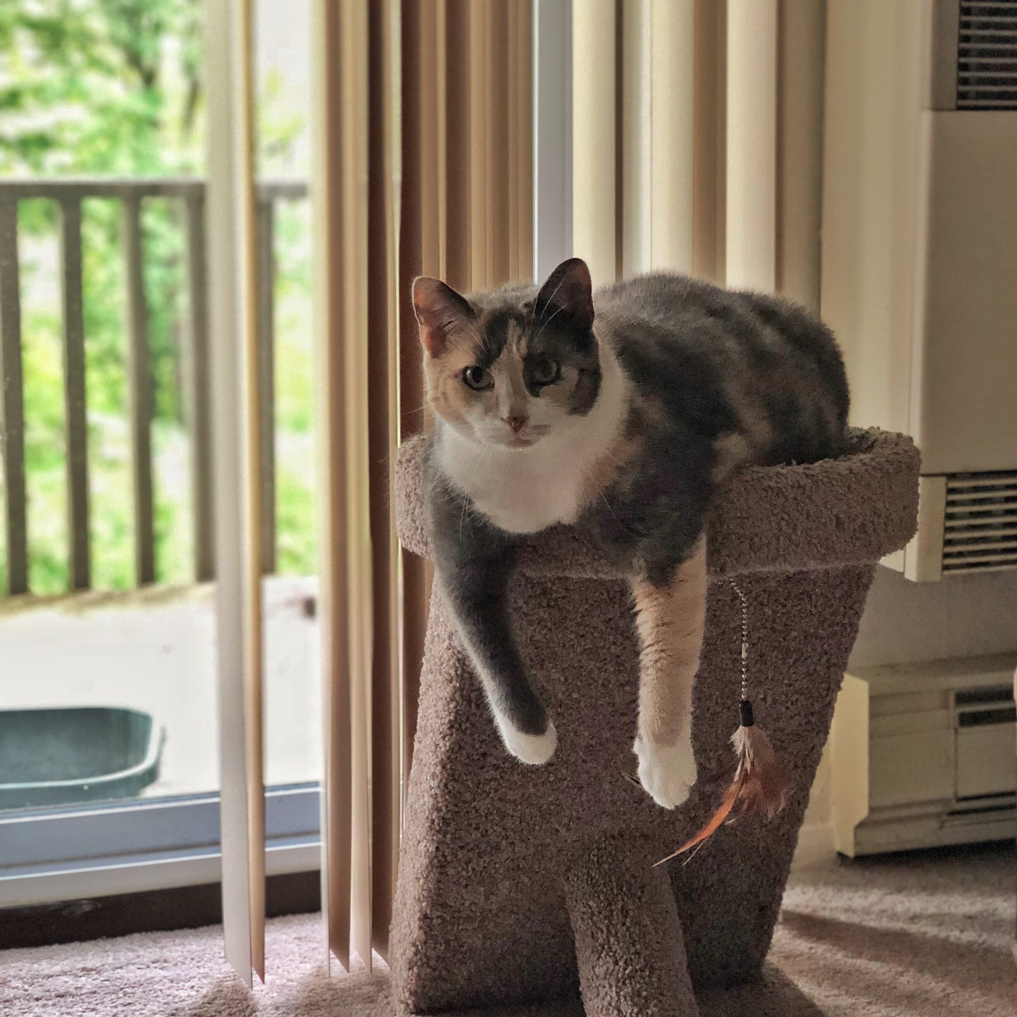 A photo of our cat Spice