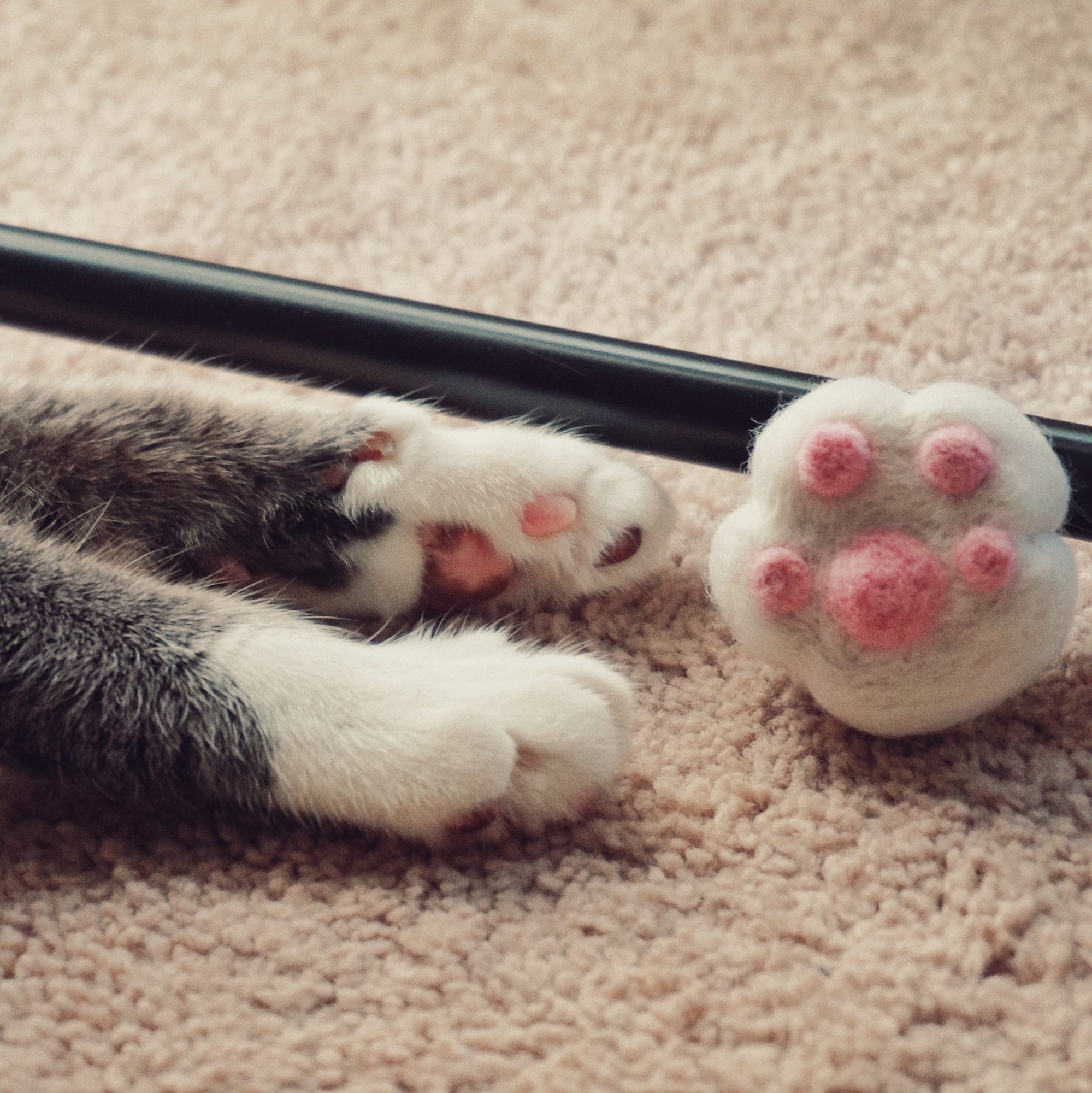A photo of our cat Spice's paw